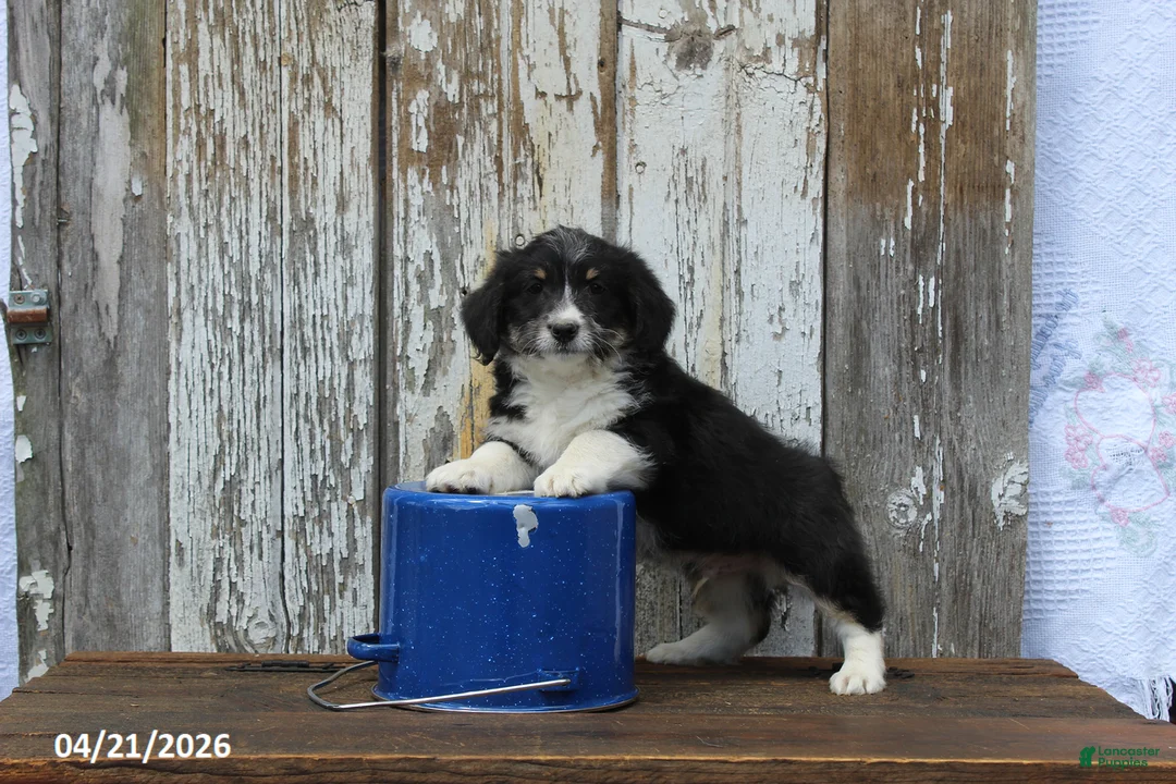 Corgipoo dogs for sale: Wiley - Ad 1