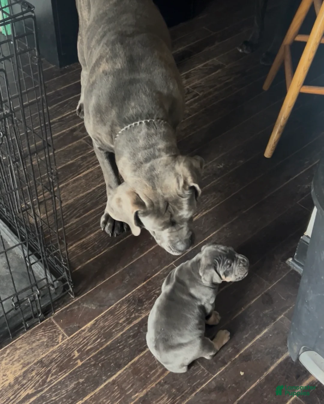 Cane Corso dogs for sale: Cane Corso Puppy 1 - Ad 1
