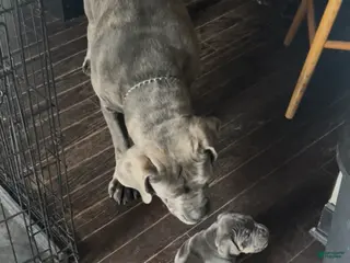 Cane Corso dogs for sale: Cane Corso Puppy 1 - Ad 4