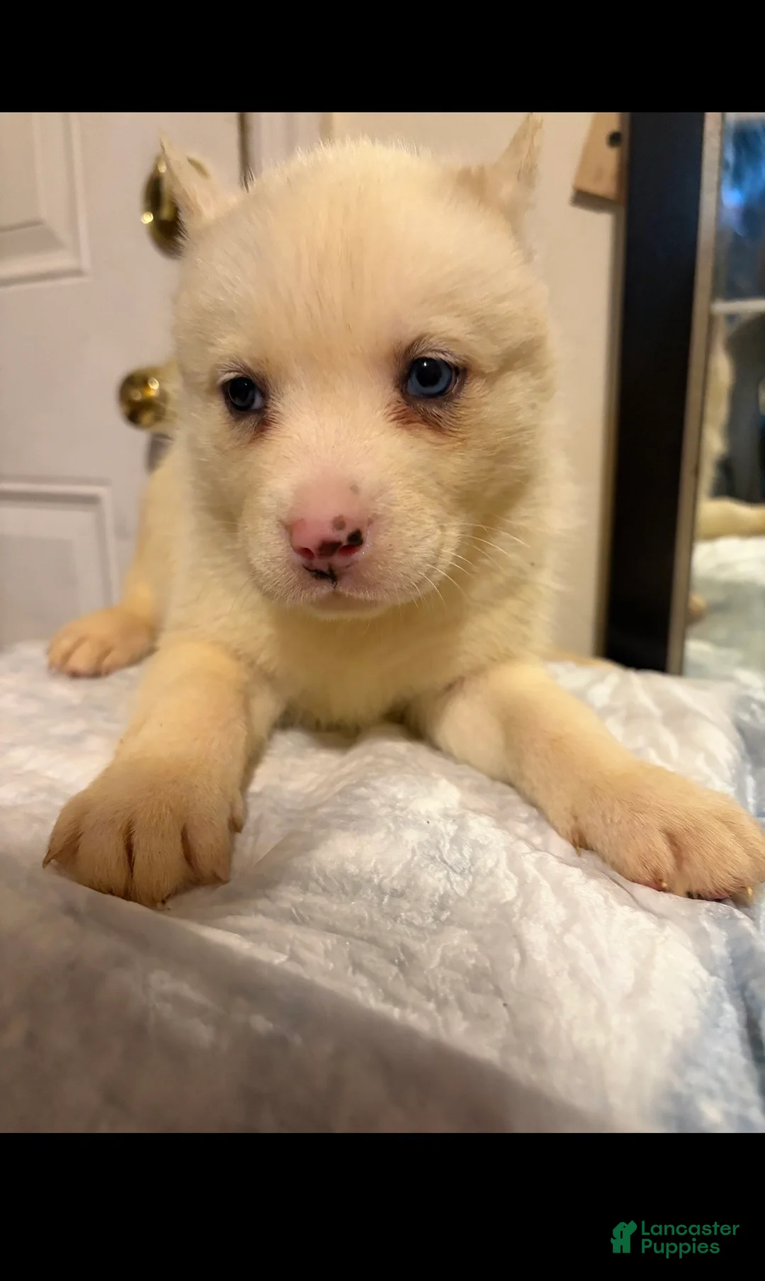 Mixed Breed dogs for sale: nova - Ad 2