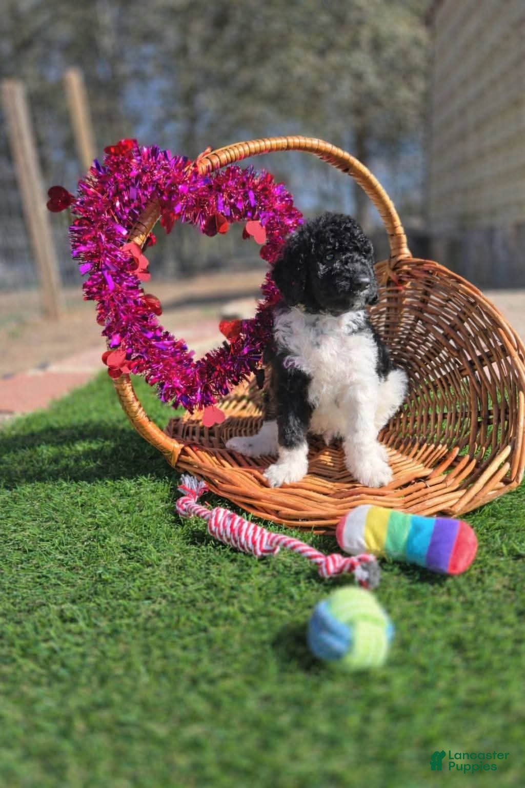 Goldendoodle dogs Ranger - Ad 2