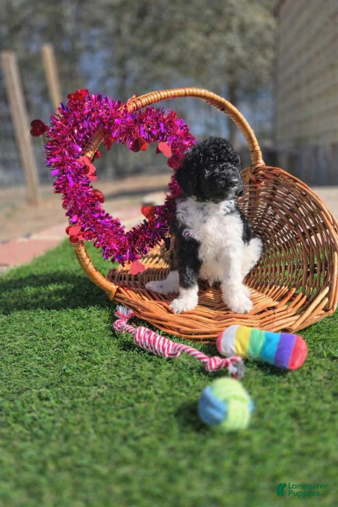 Goldendoodle dogs for sale: Ranger - Ad 2