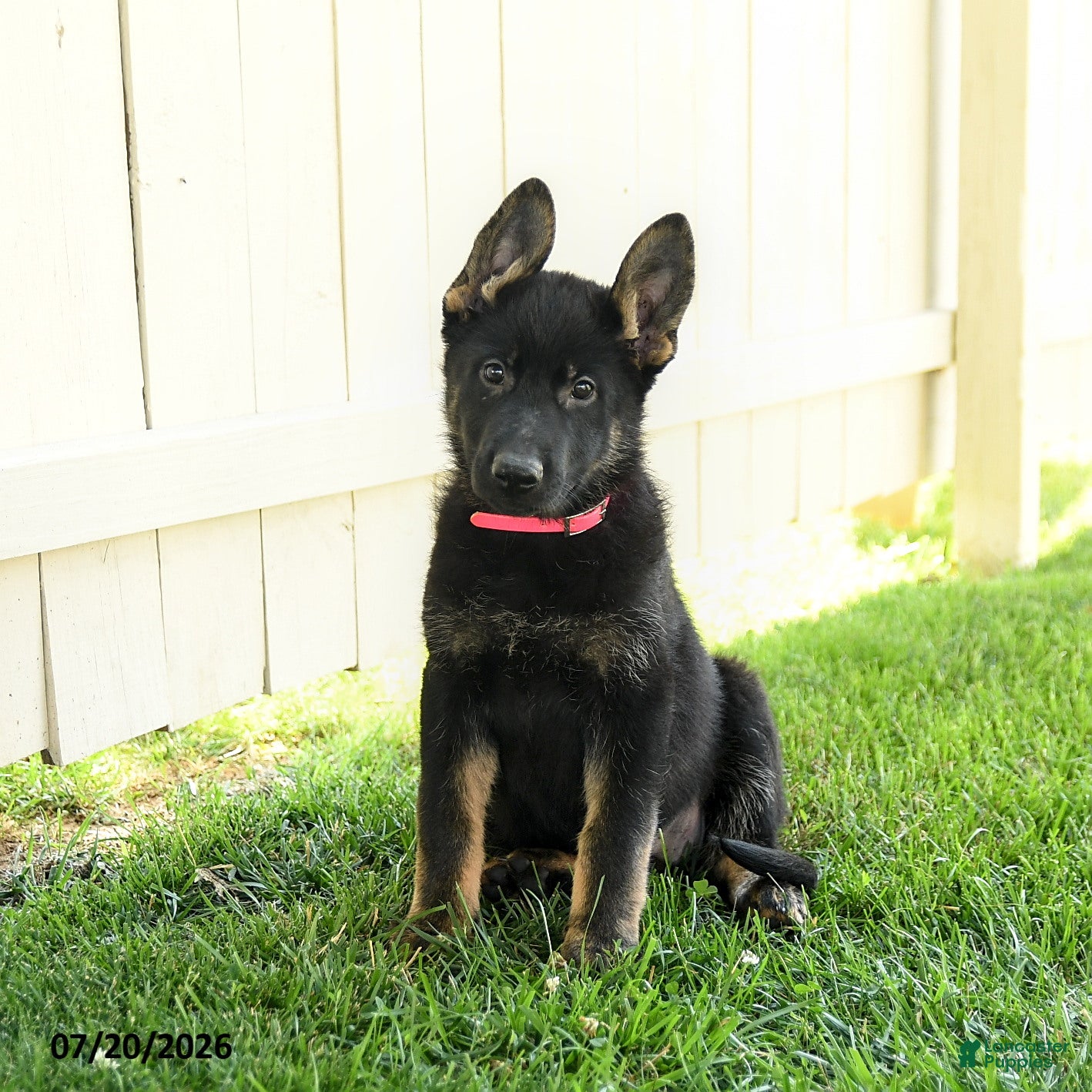 German Shepherd dogs Ember - Ad 1