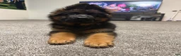 German Shepherd dogs for sale: German Shepherd 1 - Ad 3