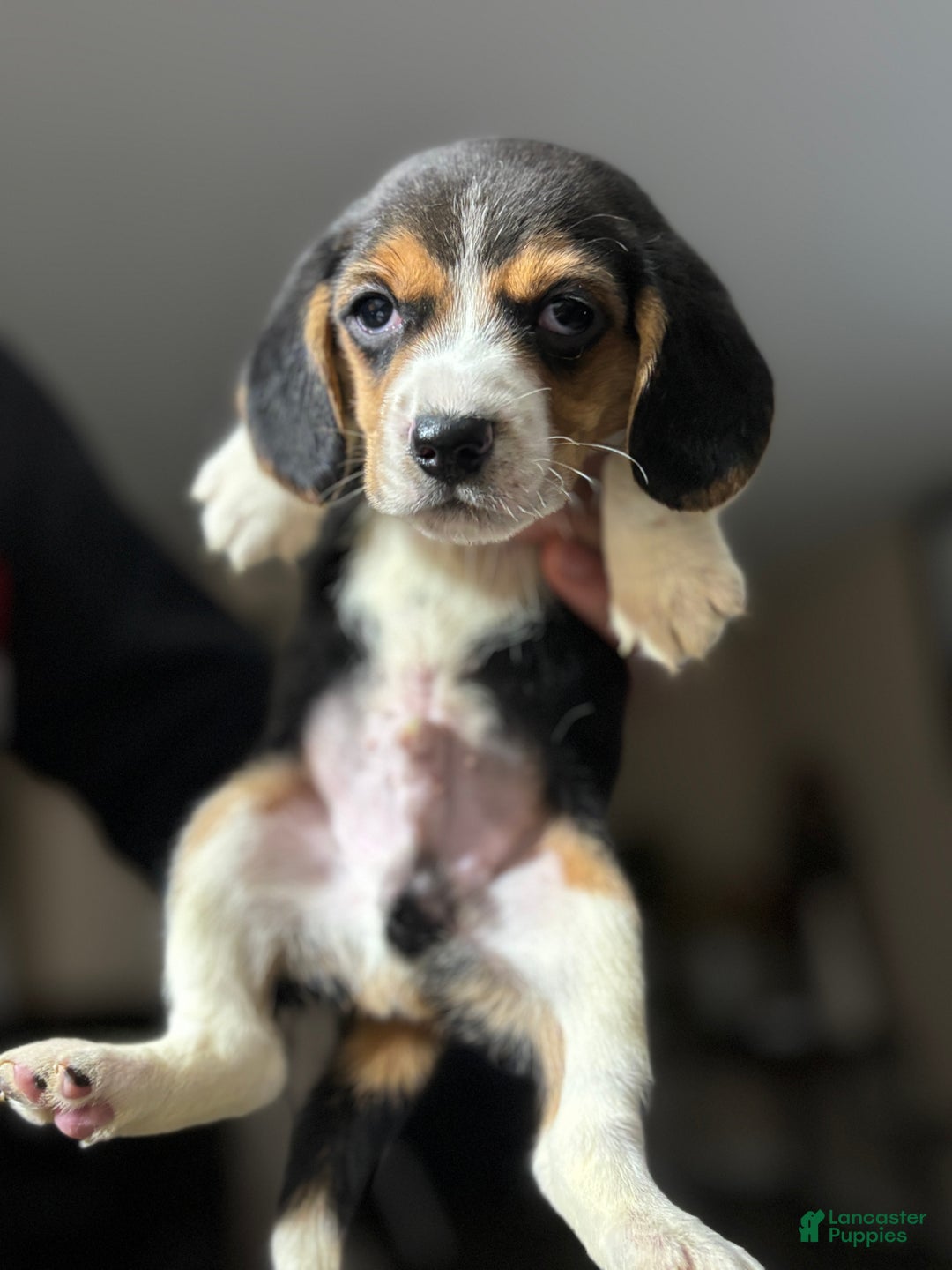 Beagle dogs for sale: Beagle Puppy 1 - Ad 5