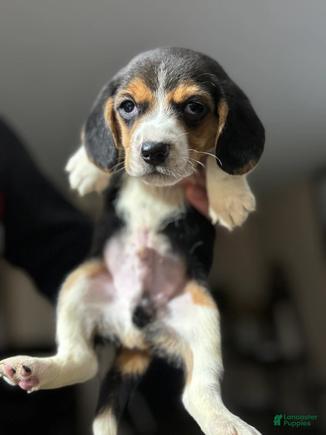 Beagle dogs for sale: Beagle Puppy 1 - Ad 5