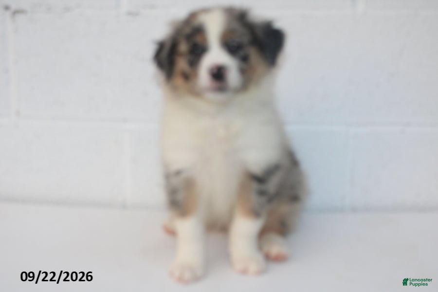 Australian Shepherd dogs Baxter - Ad 1