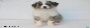 Baxter