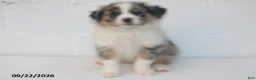 Australian Shepherd dogs for sale: Baxter - Ad 1