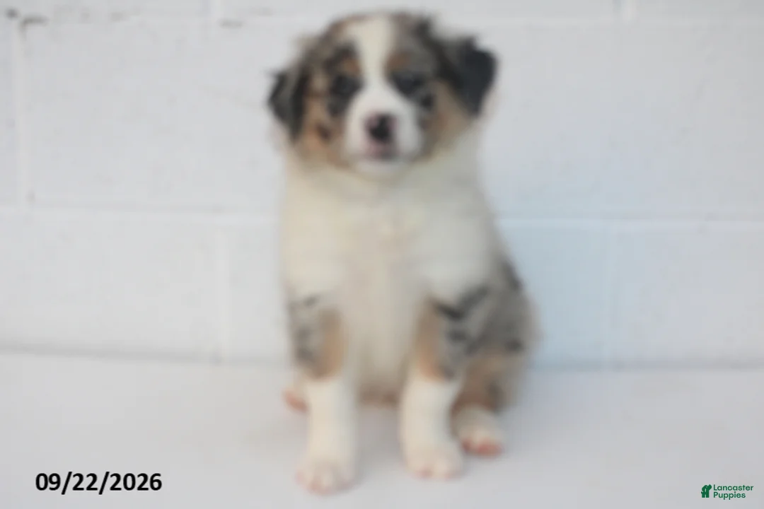 Australian Shepherd dogs for sale: Baxter - Ad 1