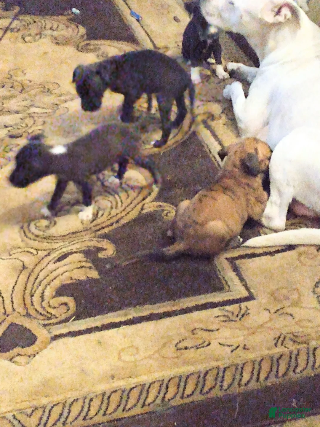 American Pit Bull Terrier dogs for sale: American Pit Bull Terrier 1 - Ad 3