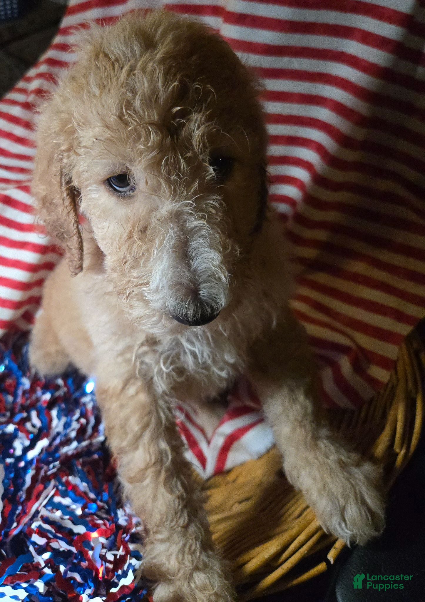 Standard Poodle Puppies for sale in New York, New York | Lancaster