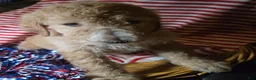 Standard Poodle dogs for sale: Honeysuckle - Ad 1