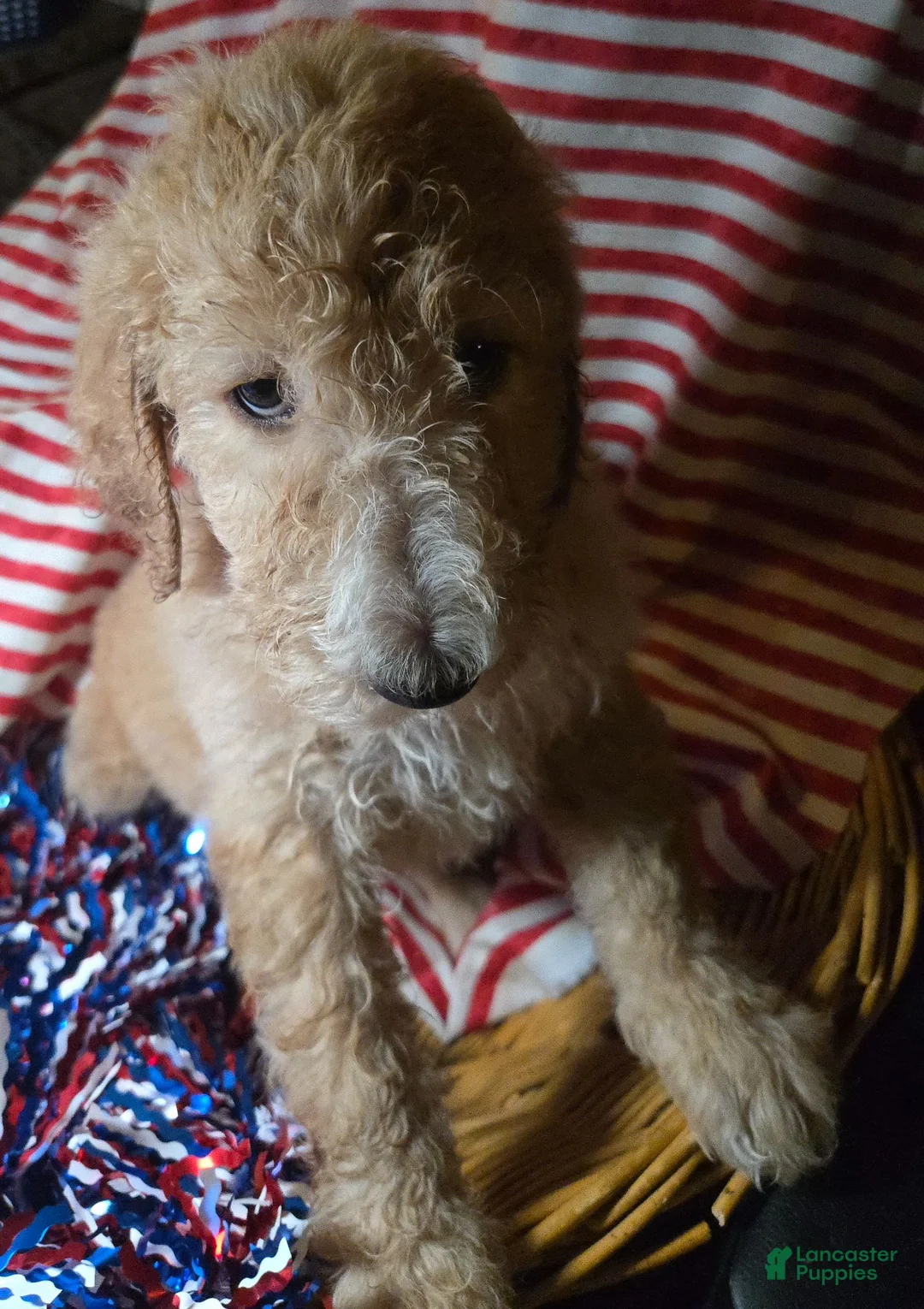 Standard Poodle dogs for sale: Honeysuckle - Ad 1