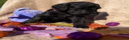 Labradoodle dogs for sale: Cauldron  - Ad 4