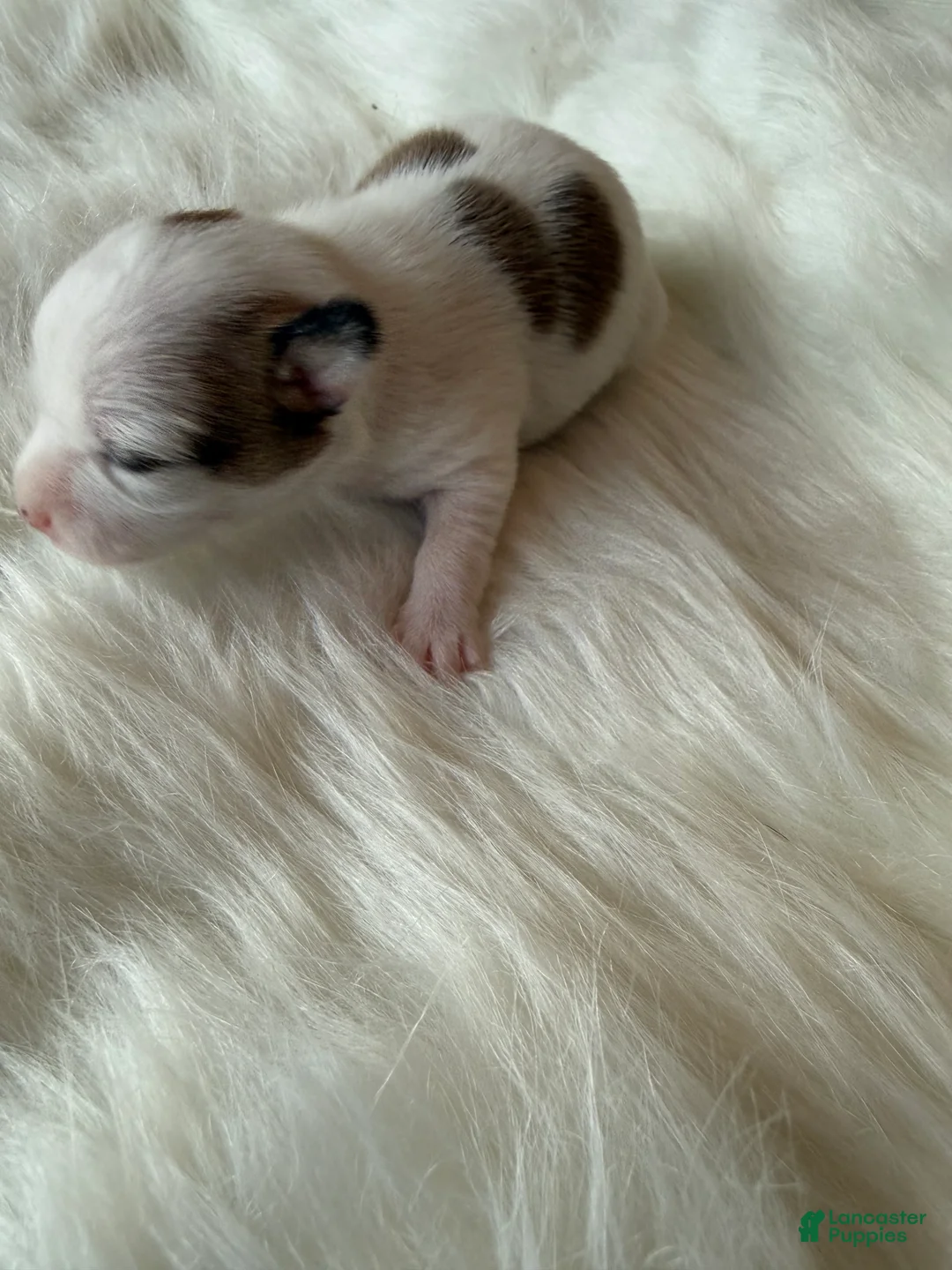 Chihuahua dogs for sale: Chihuahua Puppy 2 - Ad 3