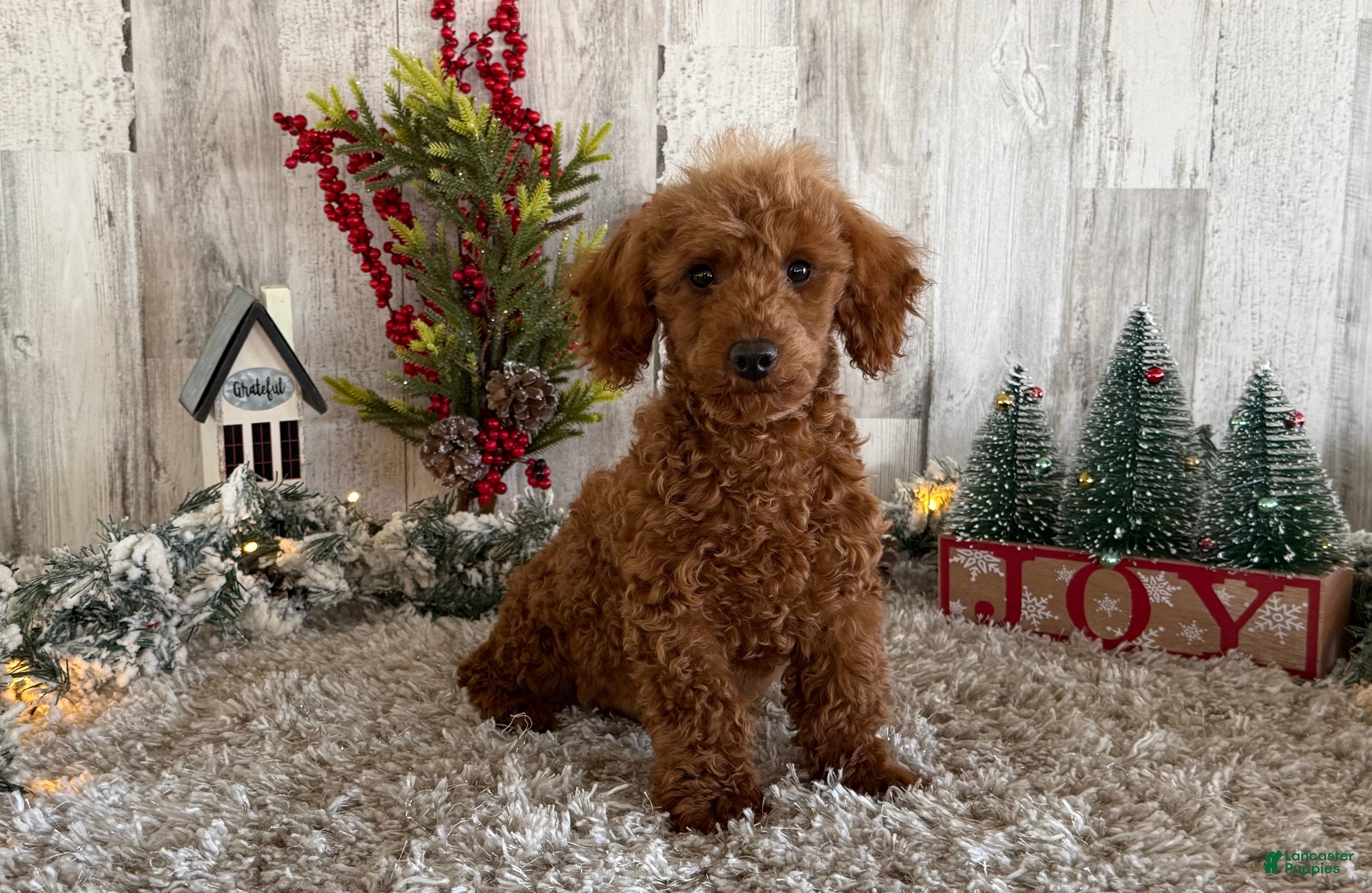 Toy Poodle dogs Pansy - Ad 14