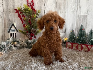 Toy Poodle dogs Pansy - Ad 14