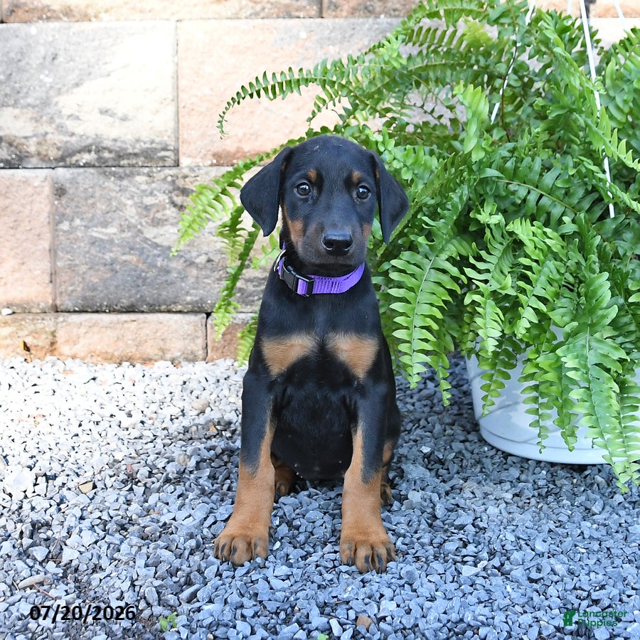 Doberman Pinscher dogs Poppy - Ad 2
