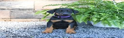 Doberman Pinscher dogs for sale: Poppy - Ad 2