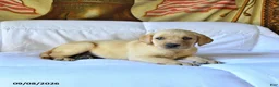 Labrador Retriever dogs for sale: Roxie - Ad 4