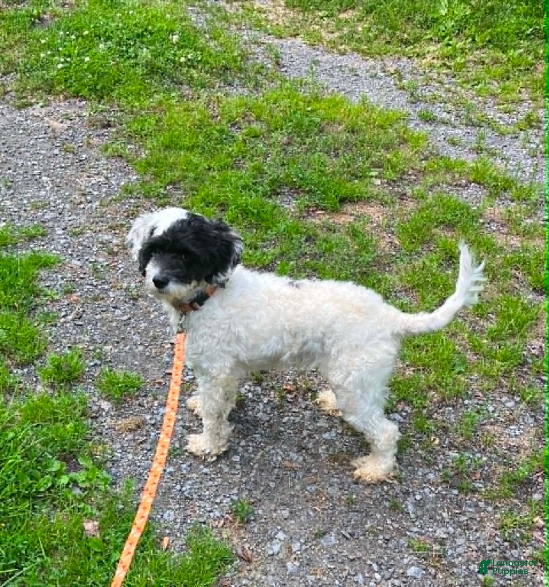 Cockapoo dogs Cockapoo 1 - Ad 16