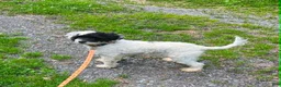 Cockapoo dogs for sale: Cockapoo 1 - Ad 1