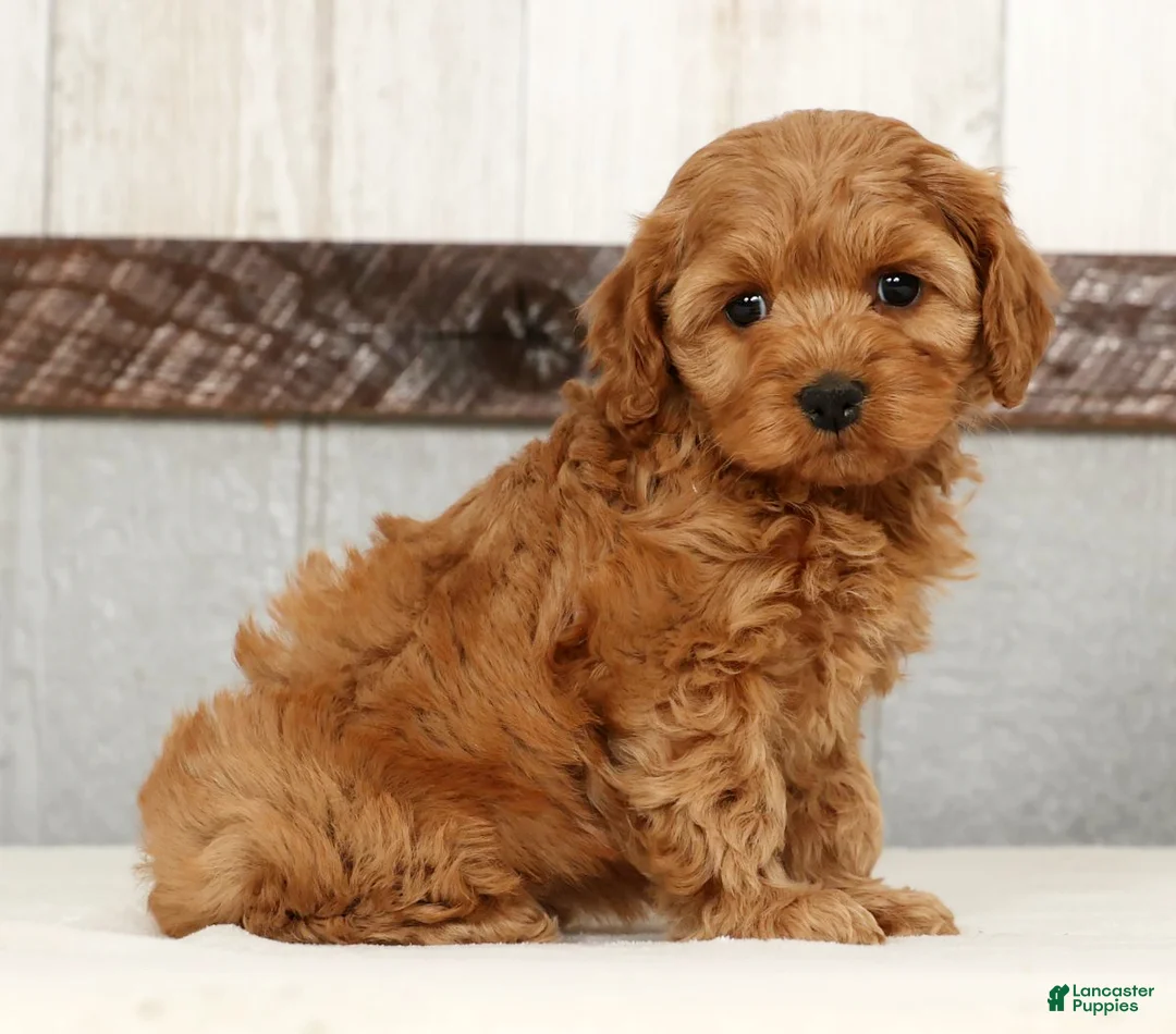 Cockapoo dogs for sale: Heather - Ad 1