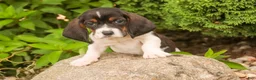 Basset Hound dogs for sale: Millicent - Ad 4