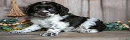 Cocker Spaniel dogs for sale: Cora - Ad 3