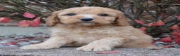 Irish Doodle dogs for sale: Mini Izzy - Ad 11