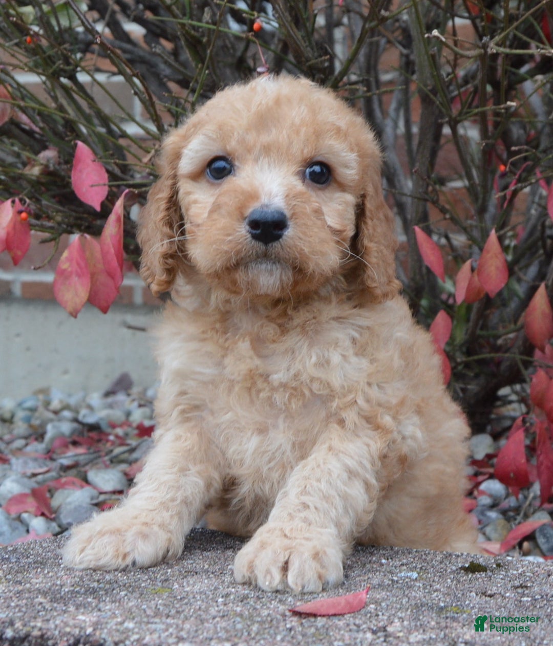 Irish Doodle dogs for sale: Mini Izzy - Ad 11