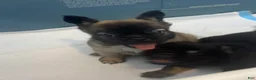 French Bulldog dogs for sale: Nala - Ad 3
