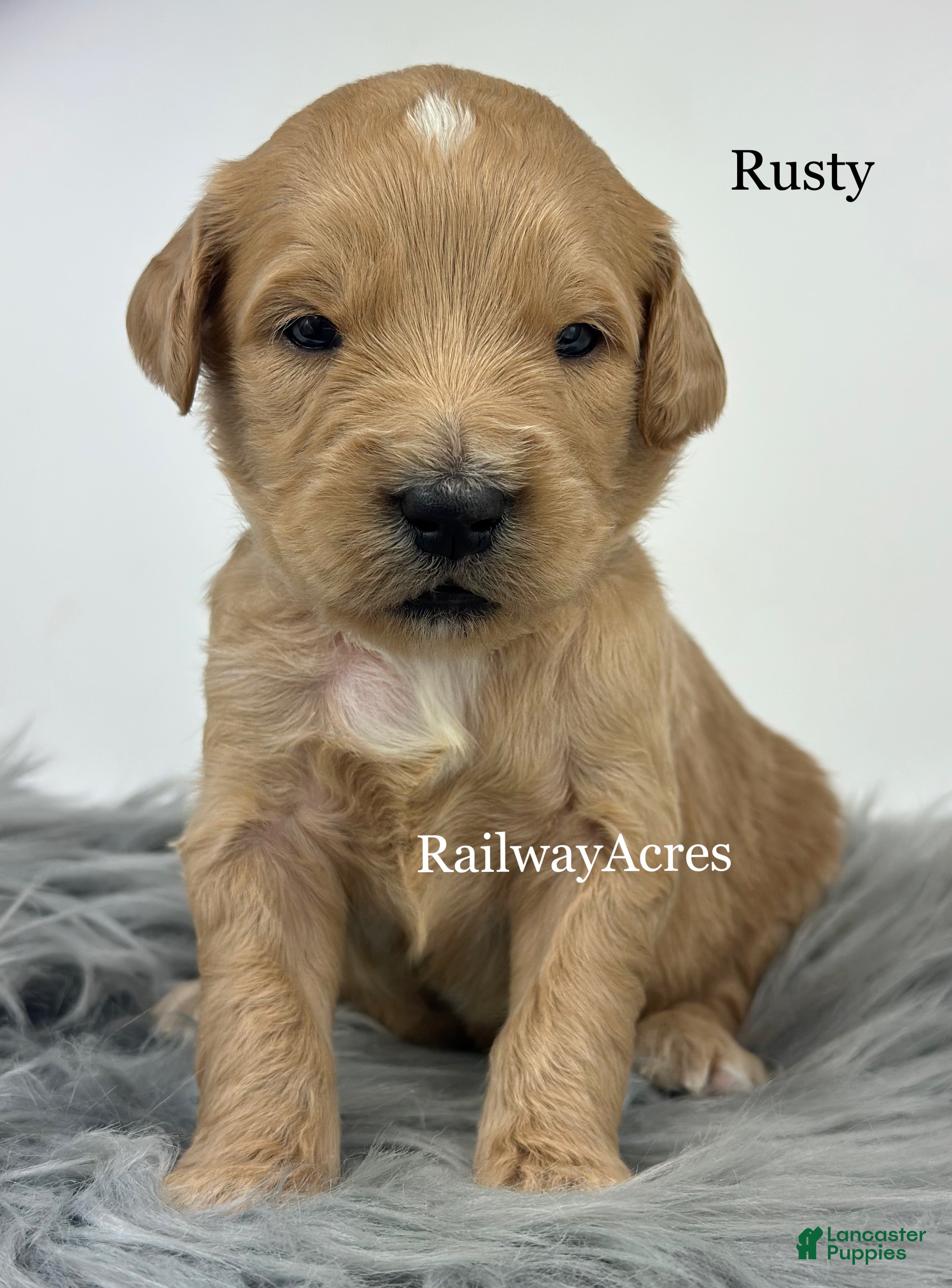Goldendoodle dogs for sale: Rusty - Ad 17