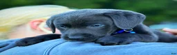 Labrador Retriever dogs for sale: Labrador Retriever 1 - Ad 7