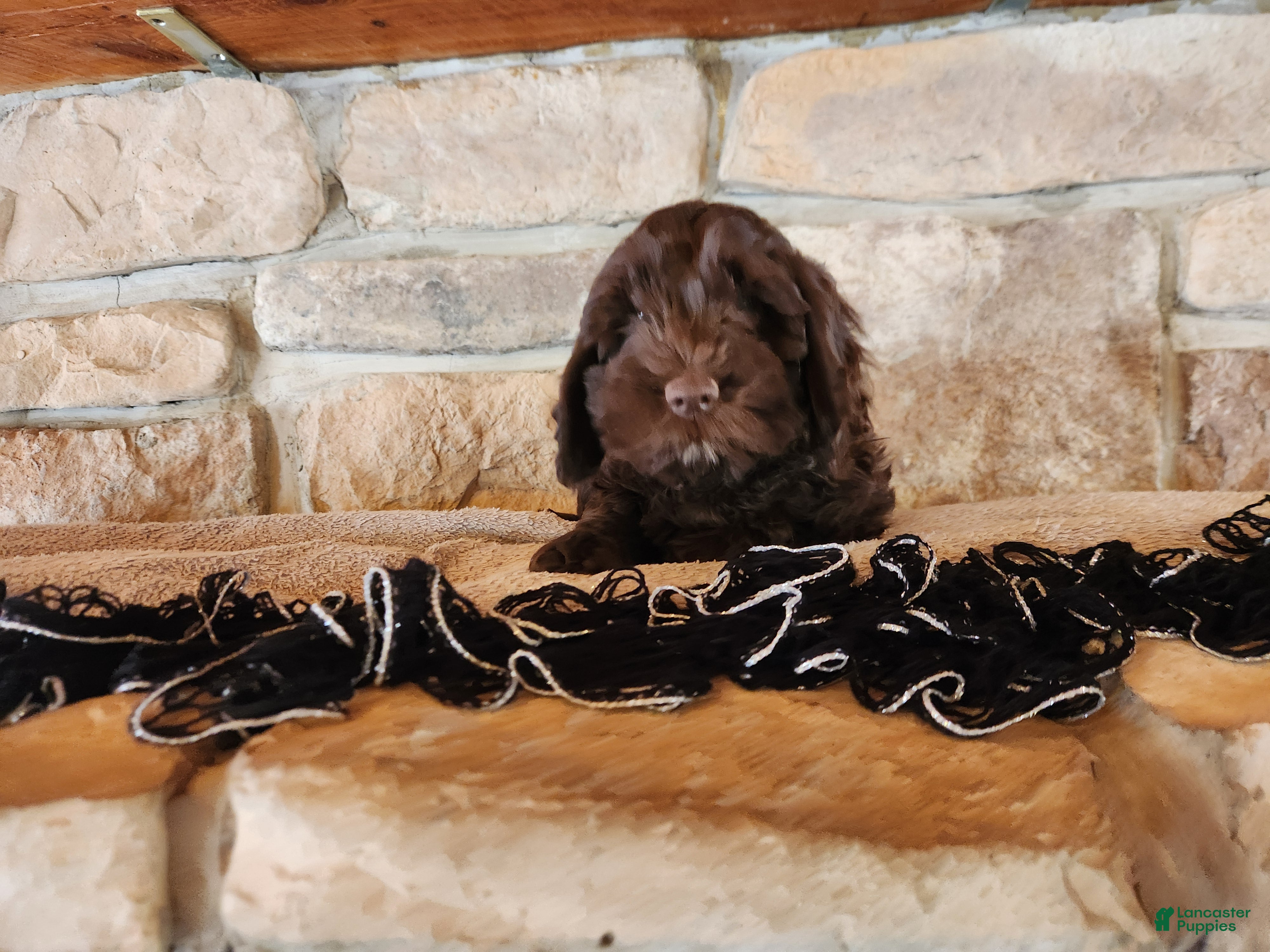 Mixed Breed dogs Logan - Ad 1