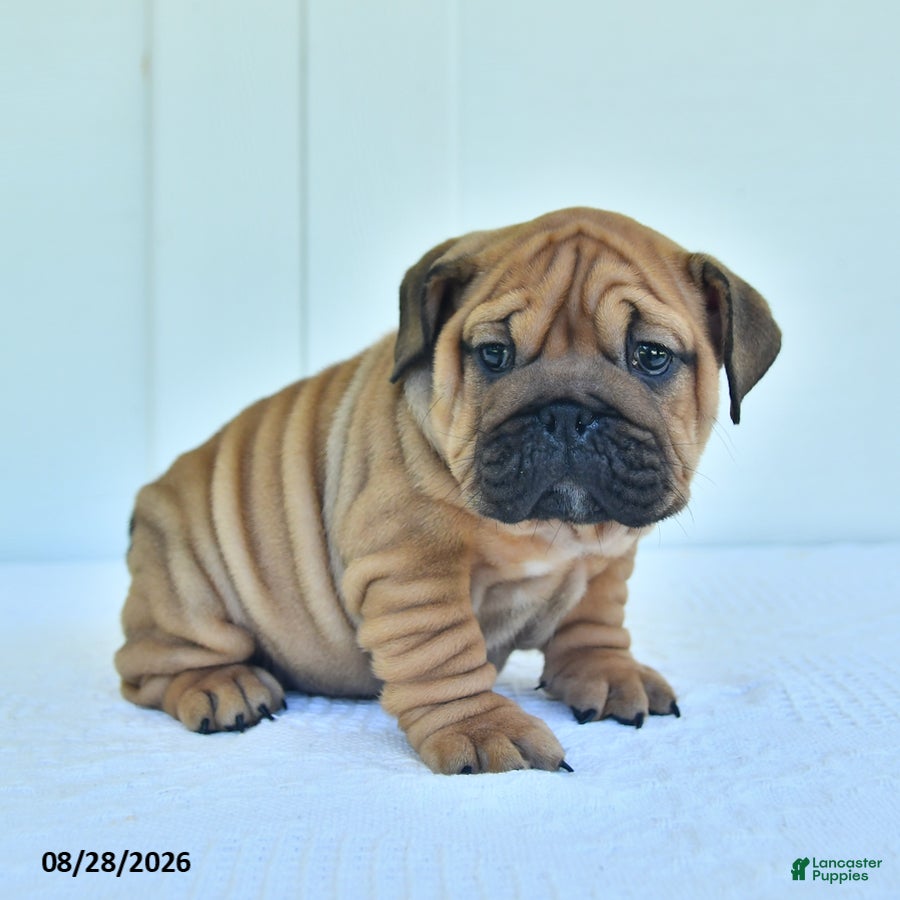 English Bulldog dogs Callie - Ad 2
