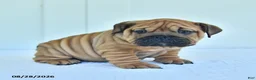 English Bulldog dogs for sale: Callie - Ad 2