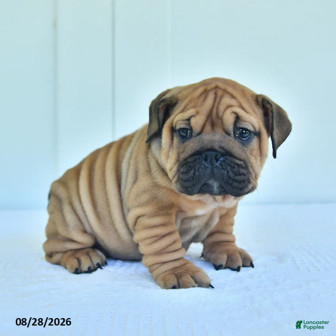 English Bulldog dogs for sale: Callie - Ad 2