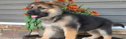 German Shepherd dogs for sale: Avery - Ad 1
