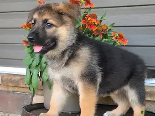 German Shepherd dogs Avery - Ad 3