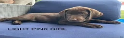 Labrador Retriever dogs for sale: Labrador Retriever Light Pink Collar - Ad 3