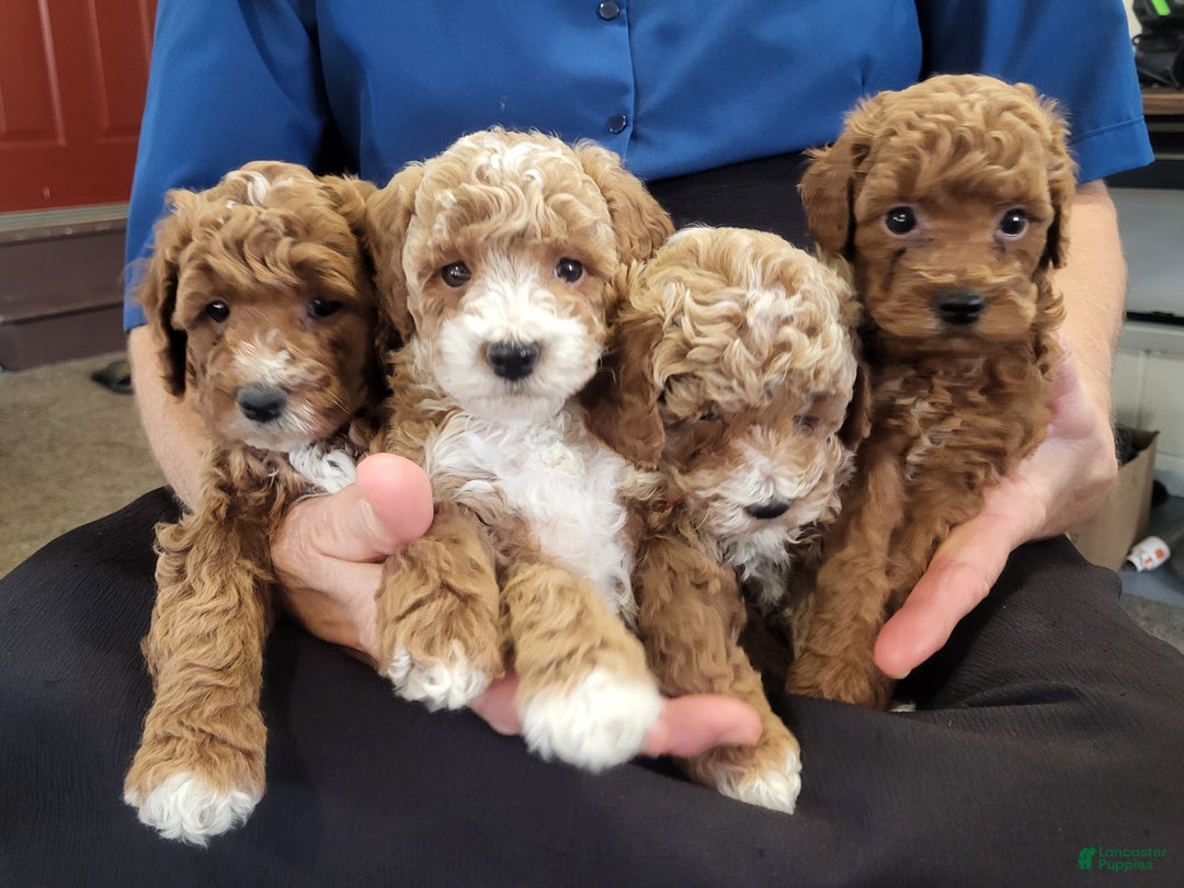 Goldendoodle dogs for sale: Rachel - Ad 11