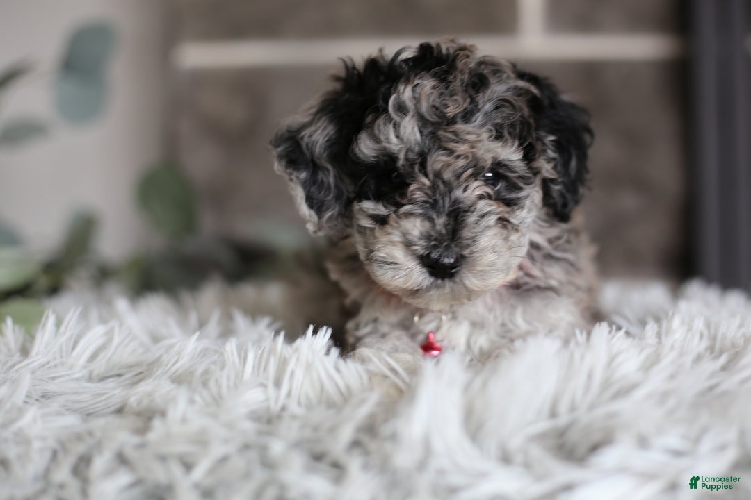 Miniature Poodle dogs for sale: Joy - Ad 18