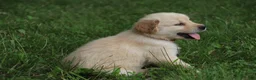 Golden Retriever dogs for sale: Golden Retriever 8 - Ad 4