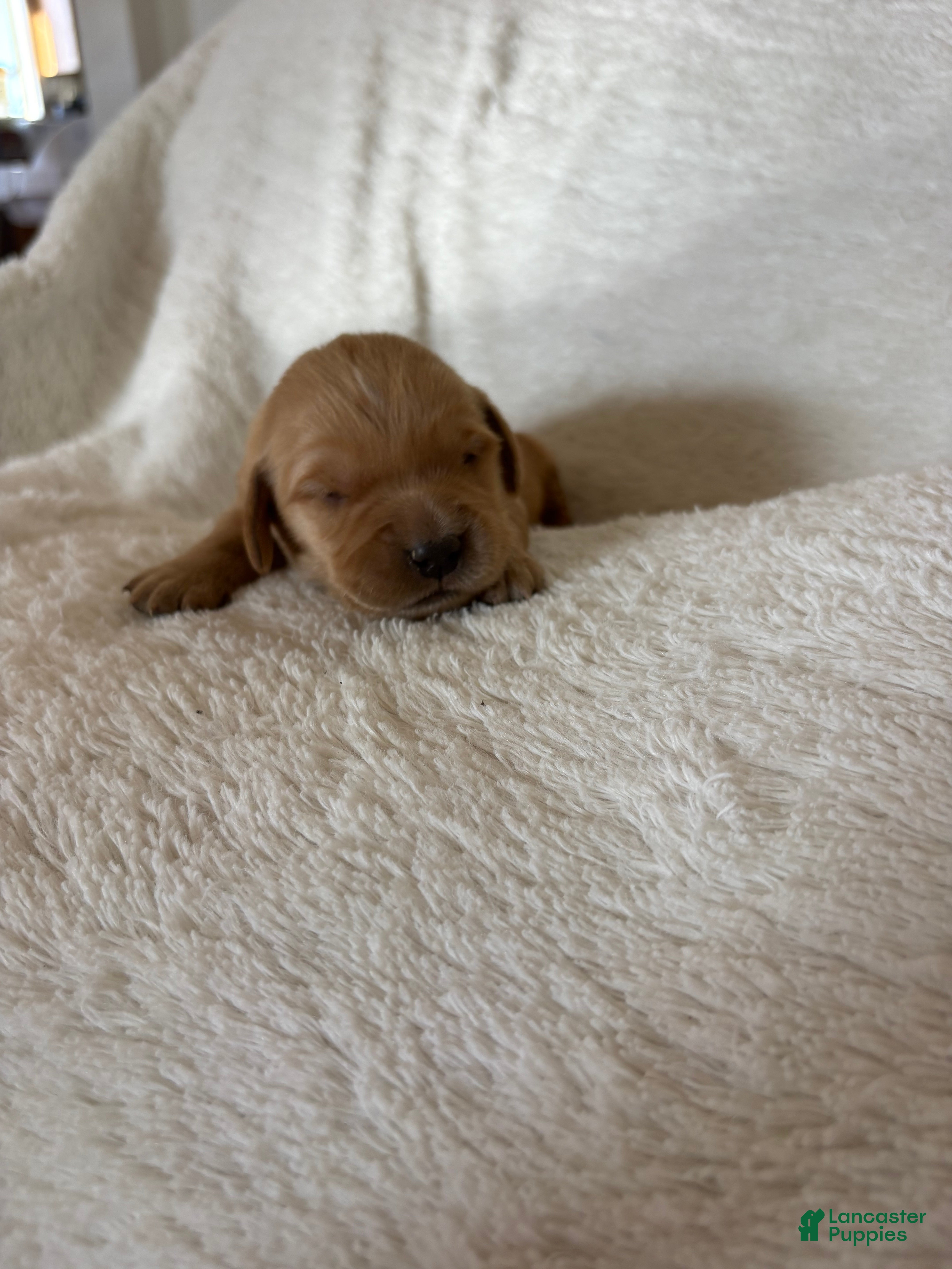 Golden Retriever dogs Daisy - Ad 3