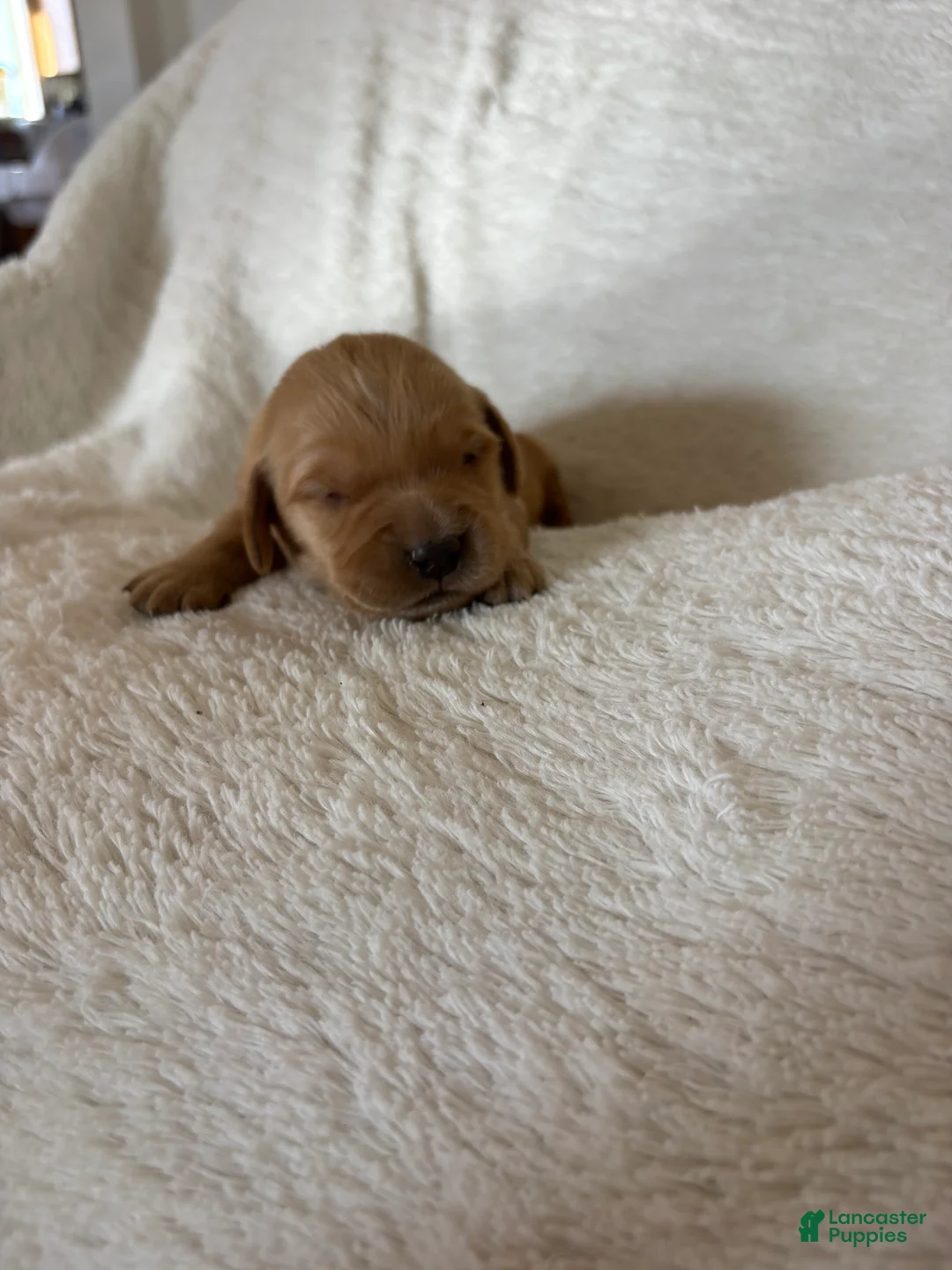 Golden Retriever dogs for sale: Daisy - Ad 1