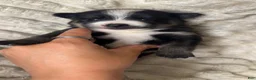 Pomsky dogs for sale: Griffin - Ad 5