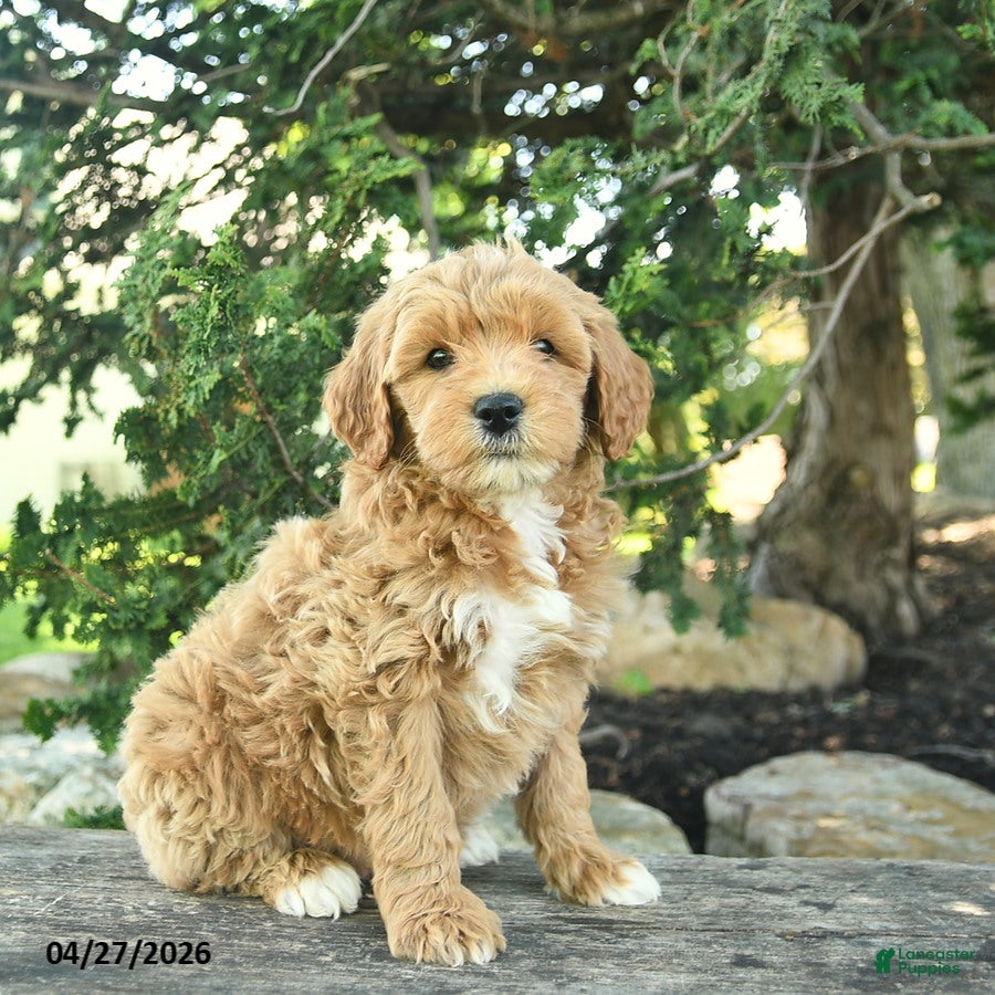 Goldendoodle dogs Micky - Ad 2