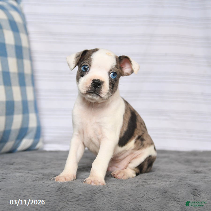 Boston Terrier dogs Ronald - Ad 1